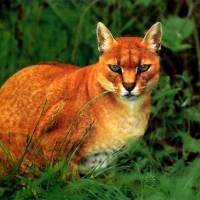 The African Golden Cat