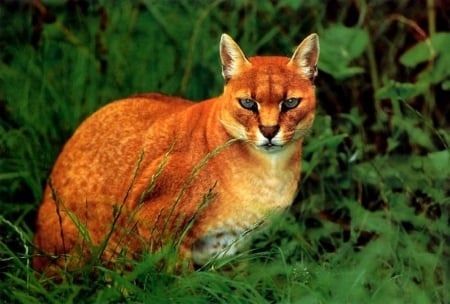 The African Golden Cat - golden coat, thick jungle, white chest, equatorial area, large leaves