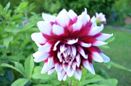 Dahlia - white, red, garden, petals, plant, blossom, leaves, bud