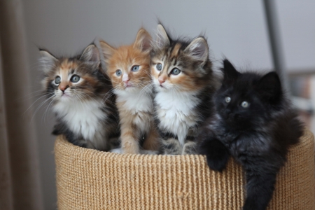 Curious Kittens - tabby, orange, black, cute, kitten, litter