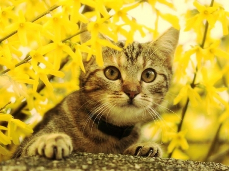 The Lookout - tabby, tree, leaves, cat