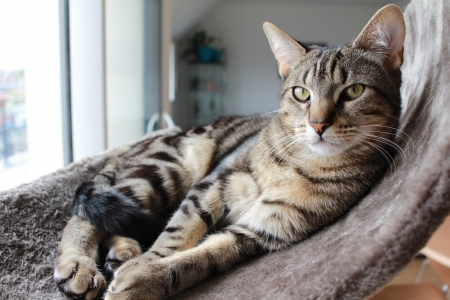 Lounging Kitty - Cat, relaxing, brown, chill, Tabby, stripes