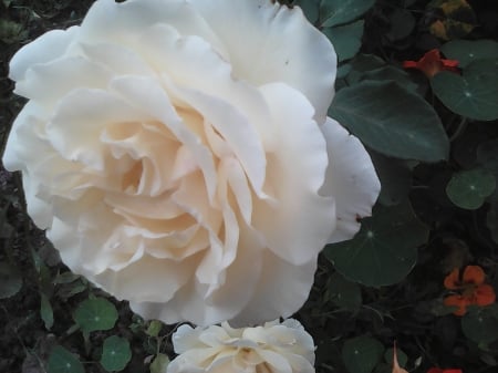 For my friends in DN - roses, flowers, white, nature