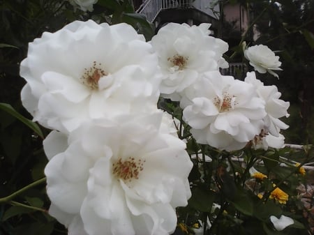 For my friends in DN - flowers, white, roses, nature