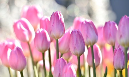 Tulips - flowers, tulips, nature, pink