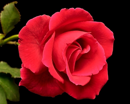 Big red rose - rose, flower, petal, red