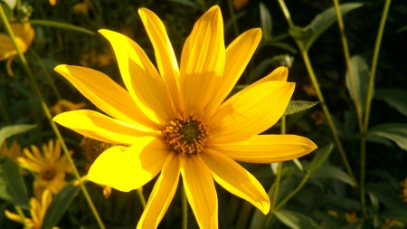 Young Sunflower - Photograph, Leaf, Flowers, Sunray, Nature, Petal, Photography, beautyfull, Summer, Green, Photo, Daytime, nice, Sunflower, Flower, Living Nature, Yellow, Leaves, open, Sunny, Petals, Summertime, Leafs, Grass, Day, Garden, Sun, Snapshot, young