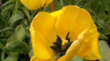 The Yellow 2 - snapshot, summertime, photography, sun, leaf, living nature, petal, yellow, sunray, petals, plant, green, sunny, photograph, garden, grass, open, day, summer, plants, nature, daytime, leafs, leaves, flowers, photo, flower