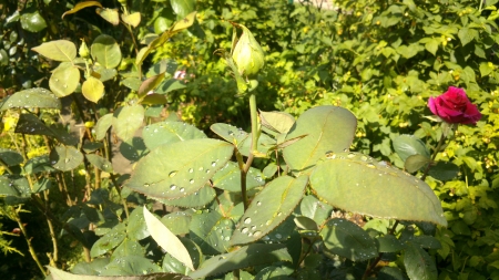 The Unopened - Photograph, Flowers, Sunray, Photography, Rose, unopened, Photo, Leaves, Branches, Sunny, Waterpearls, Plant, Snapshot, Waterdrops, Sunshine, Leaf, Nature, Branch, Thorns, Sunlight, Summer, ytime, Spring, Green, Daytime, Raindrops, Flower, Living Nature, Summertime, Leafs, Day, Plants, Thorn, Garden, Sun