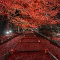 Autumn Red