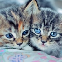 Cute Kittens