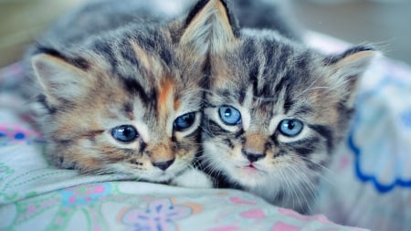 Cute Kittens - tabby, cats, Kittens, pair