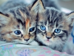 Cute Kittens