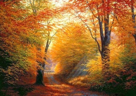 Silent Autumn Pathway