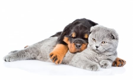 Puppy and cat - dog, cat, pisica, grey, white, animal, sleep, caine, puppy, couple