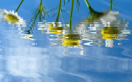 Reflection - water, yellow, summer, blue, daisy, flower, reflection, white, vara