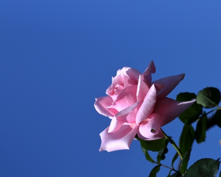 Pink rose - blue, trandafir, rose, flower, pink, sky