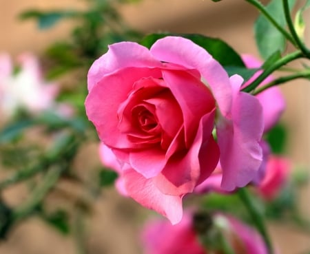 Rose - trandafir, rose, flower, pink