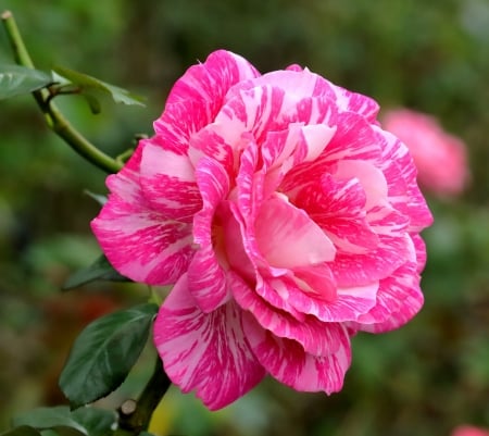 Rose - trandafir, rose, flower, pink