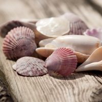 Shells