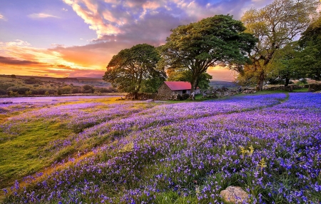 Beautiful View - nature, sky, meadow, sun