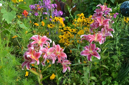 Summer Flowers - lilies, blossoms, coneflower, petals, leaves, colors, plants, garden