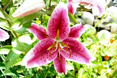 Colorful Lily - white, blossom, garden, red, petals, plant, leaves