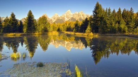 Summer Lake - trees, nature, summer, lake, forest, reflection