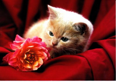 Sweet Kitten - animal, sofa, cute, flower, cat