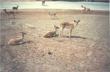 Sweet young deer so friendly. - Friendly, Young, Seet, Deer