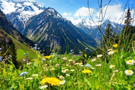 Alpine beauty - hills, summer, Alps, beautiful, grass, mountain, wildflowers, cliffs, sky, rocks