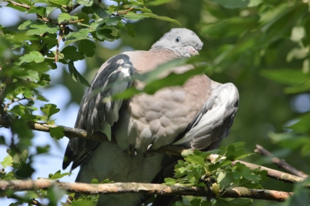 Relaxing Pigeon. - nature, wildlife, garden, birds