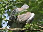 Relaxing Pigeon.