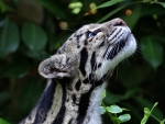 Clouded Leopard