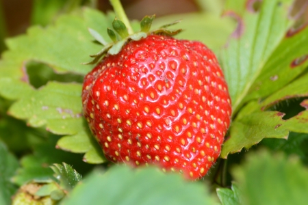 A Tasty Strawberry. - strawberry, colour, food, fruit