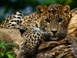 Jaguar Lying in a Tree 