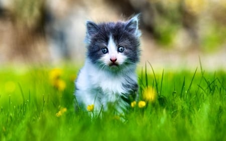 Grey and White Kitten in Grass  - beautiful, photography, photo, wide screen, cat, pet, animal, kitten, feline