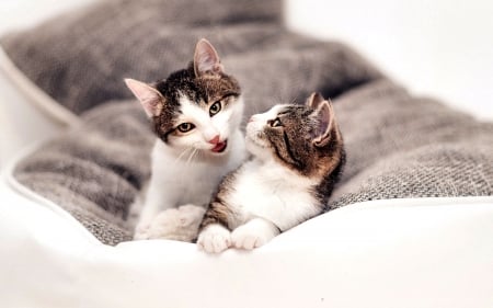 Two Cats Together on Bed  - wide screen, animal, together, beautiful, photo, cat, pet, photography, feline