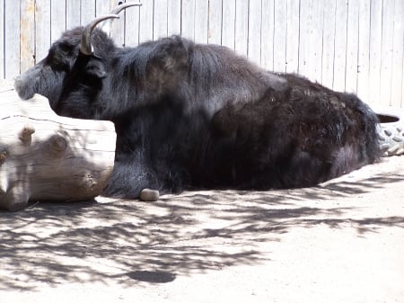 Yak Tautphaus Park Zoo - yaks, zoos, sightseeing, animals