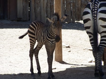 Baby zebra Tautphaus Park Zoo - Sightseeing, Zebras, Animals, Zoos