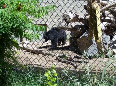 Sloth Bear Tautphaus Park Zoo - Sightseeing, Bears, Animals, Zoos