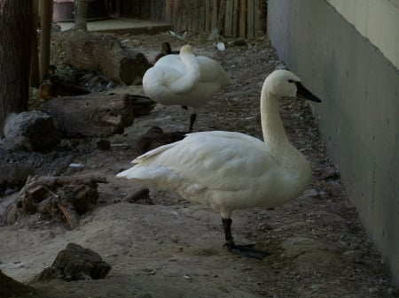 Trumpeter Swans, Tautphaus Park Zoo - swans, zoos, sightseeing, birds