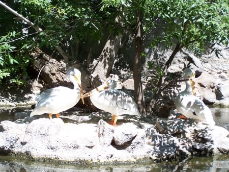 Pelicans Tautphaus Park Zoo - sightseeing, zoos, pelicans, animals