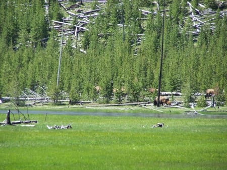 Buffalo West Yellowstone entrance - buffalo, landscape, national parks, sightseeing