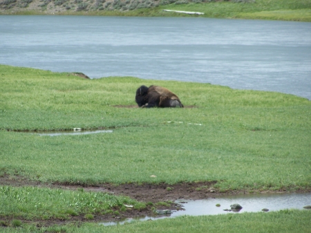 Bull Bison near river West Yellowstone - Bison, National Parks, Landscape, Rivers