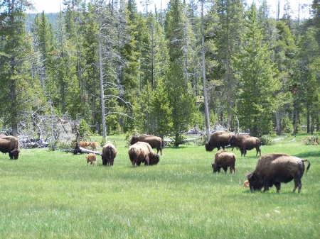 West Yellowstone American Bison - buffalo, american bison, landscape, national parks