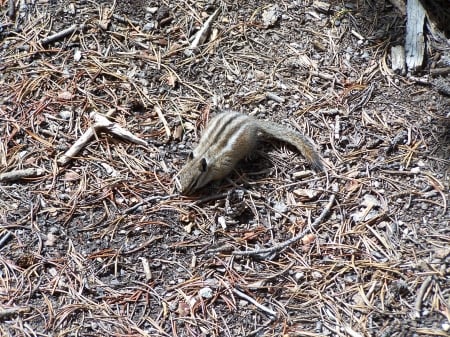 Chipmunk on trail West Yellowstone - National Parks, Trails, Chipmunks, Wildlife