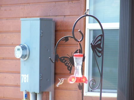 Hummingbird on feeder - hummingbirds, mountains, nature, rural living