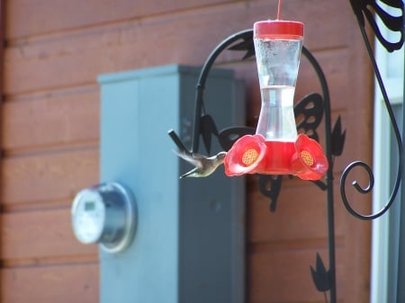 Hummingbirds homemade nectar - hummingbirds, mountains, rural living, landscape