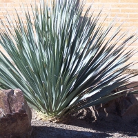 Yucca Plant Amado, Arizona